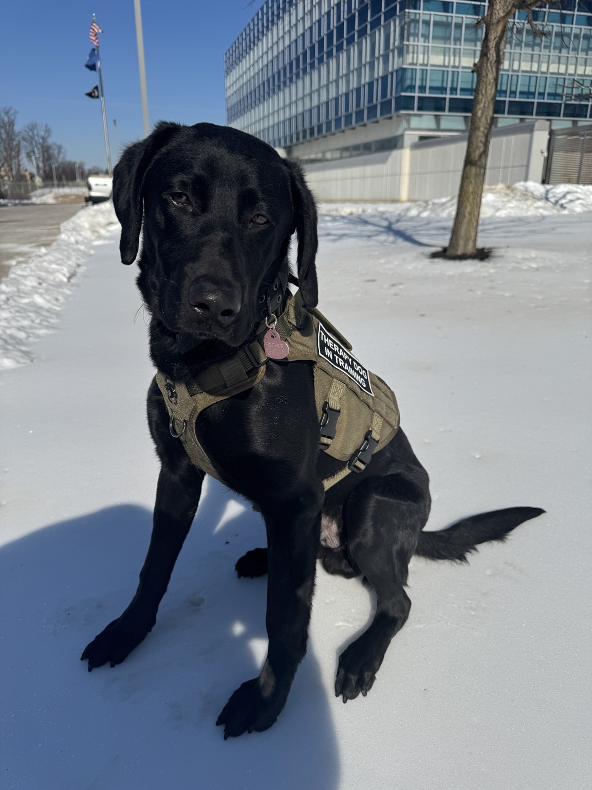 Therapy dog visit highlighting support for veterans and first responders